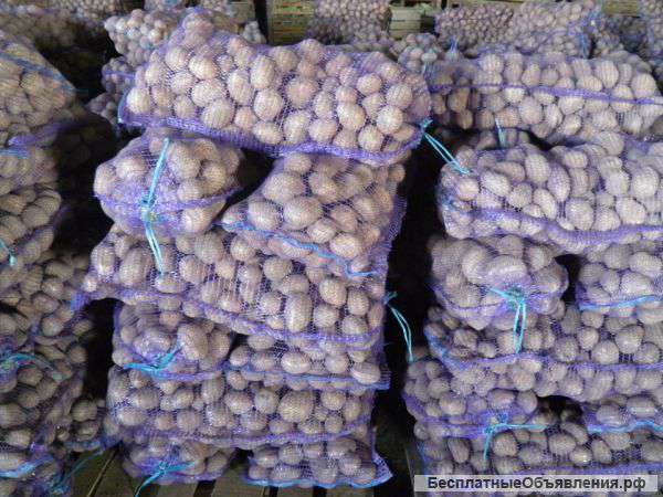 Картофель оптом от производителя из Беларуси