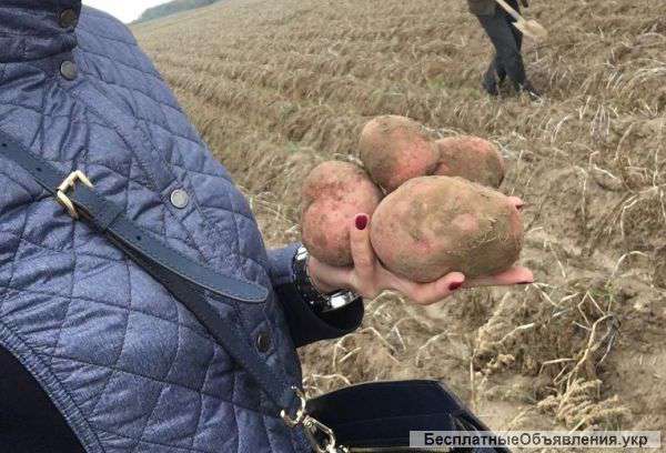 Картофель оптом