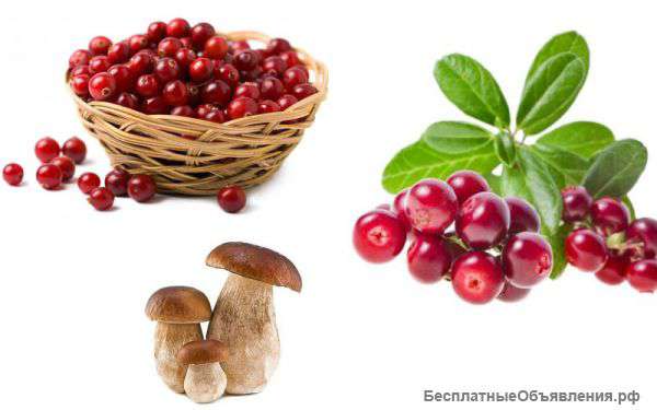 Клюква, брусника и белый гриб оптом