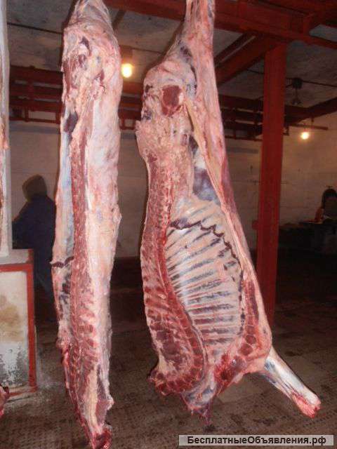 Говядина быки охлажденные