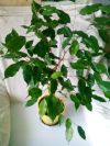 Фикус Бенджамина