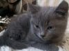 Котёнок в хорошие руки