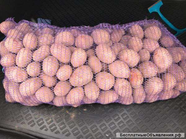 Картофель Ред Скарлет