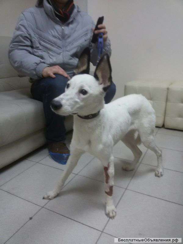 Найдена собака