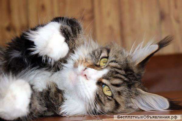 Кошка Мейн Кун для Роскоши в доме