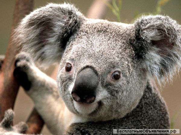 Земельный участок