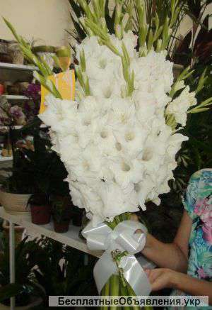 Луковицы гладиолуса