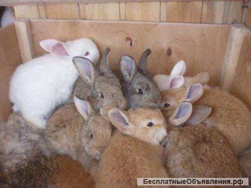Крольчата и кролы мясных пород