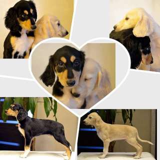 Салюки и тазы