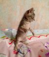 Котёнок даром