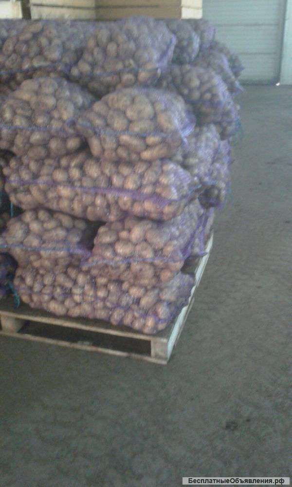 Картофель оптом