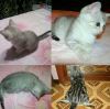 Красивых котят
