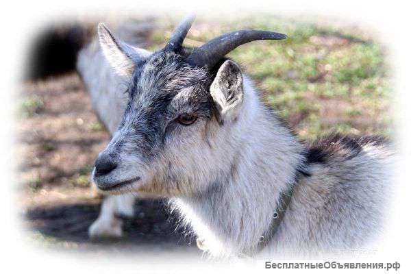 Породистых беременных коз без рог и с рогами