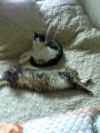 Передержка кошек