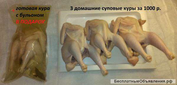 Домашние куры