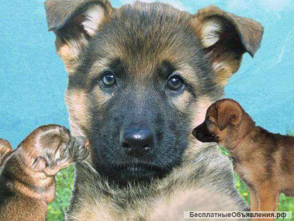 Немецкой овчарки щенки
