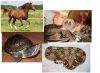 Привлечение клиентов продавцам (ниша  животных)