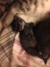 Отдам даром в заботливые руки котенка