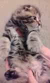 Шотланские котята