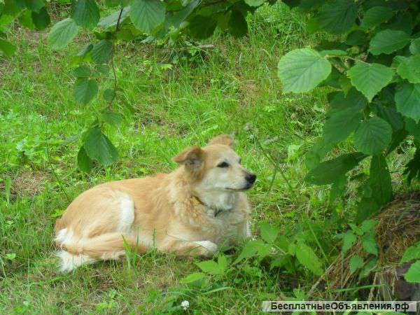 Ищу помощницу в выгуле собаки