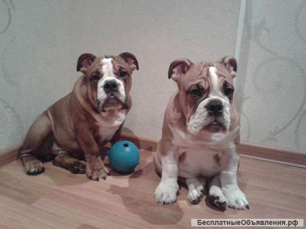 Щенки английского бульдога