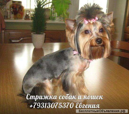 Стрижка собак на дому