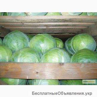 Капусту великим оптом від виробника