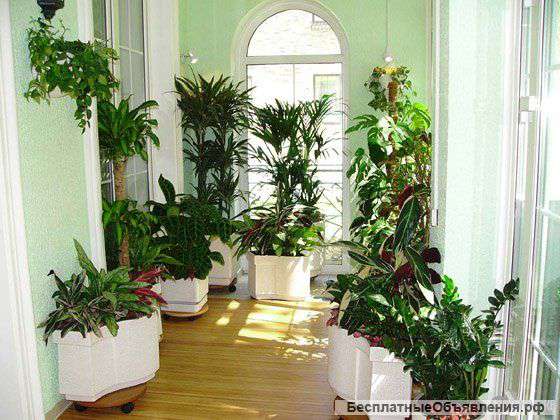 Озеленение интерьеров