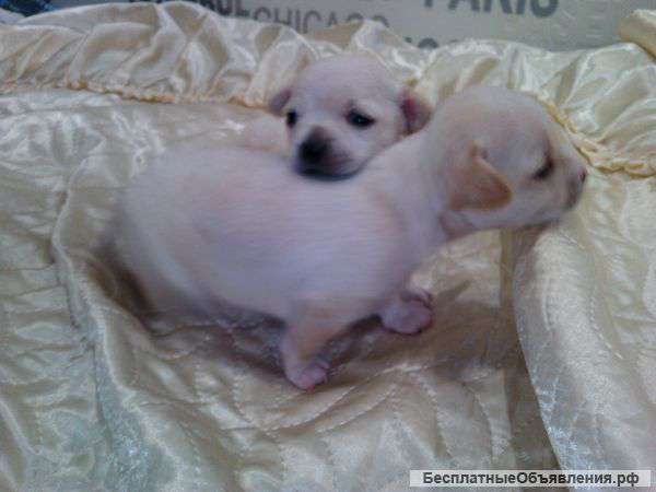 Той -терьер мальчики