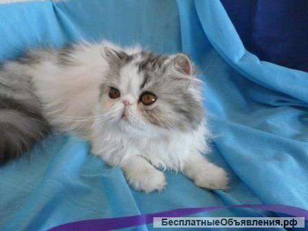Кошка персидская умная
