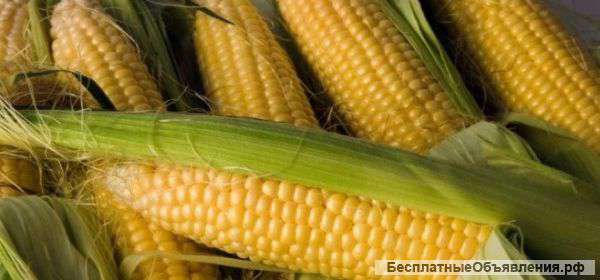 Кукуруза В Початках И Зерном