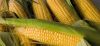 Кукуруза В Початках И Зерном