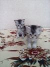 Красивенькие котятки