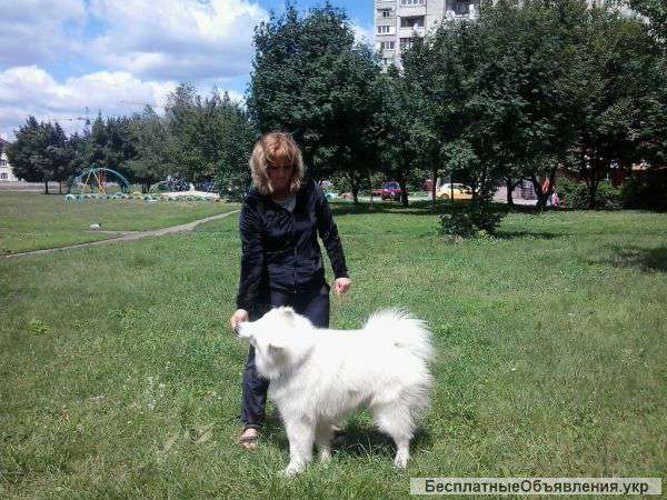 Дрессировка собак всех пород