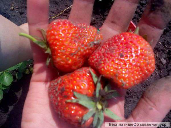 Саженцы клубники и малины