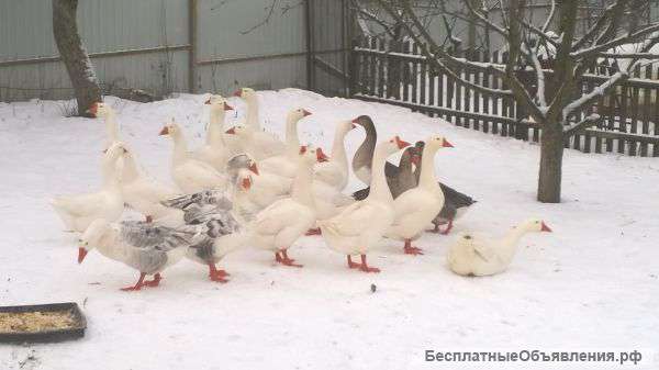 Домашние гуси