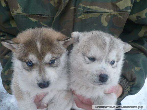 Щенят хаски