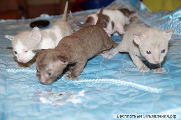 Питомник Корниш-рексов "Tibo Don"