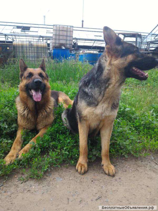 Нем овчарки