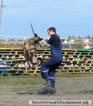 Метисы бельгийского малинуа и немецкой овчарки