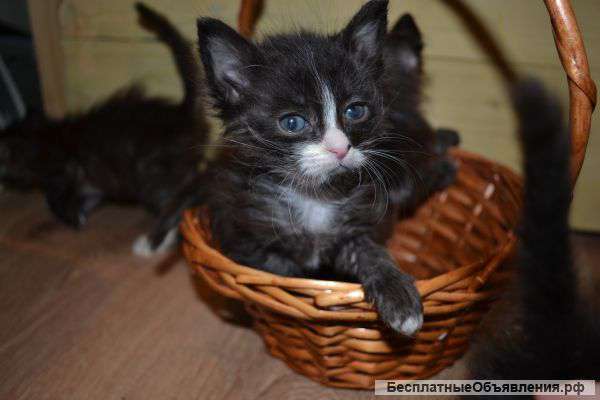 Милые котята в добрые руки