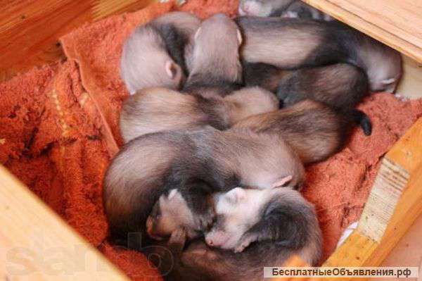 Хорьки в добрые руки