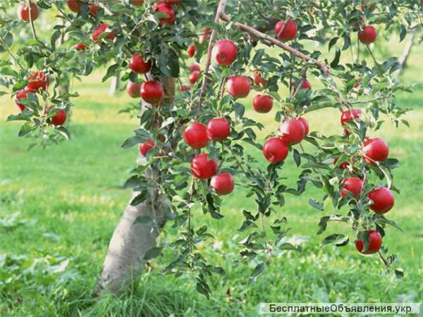 Дом для жилья