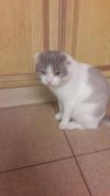 Отдам в хорошие руки