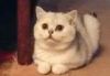 Котята британская шиншилла из питомника