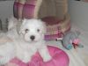 Щенки мальтезе