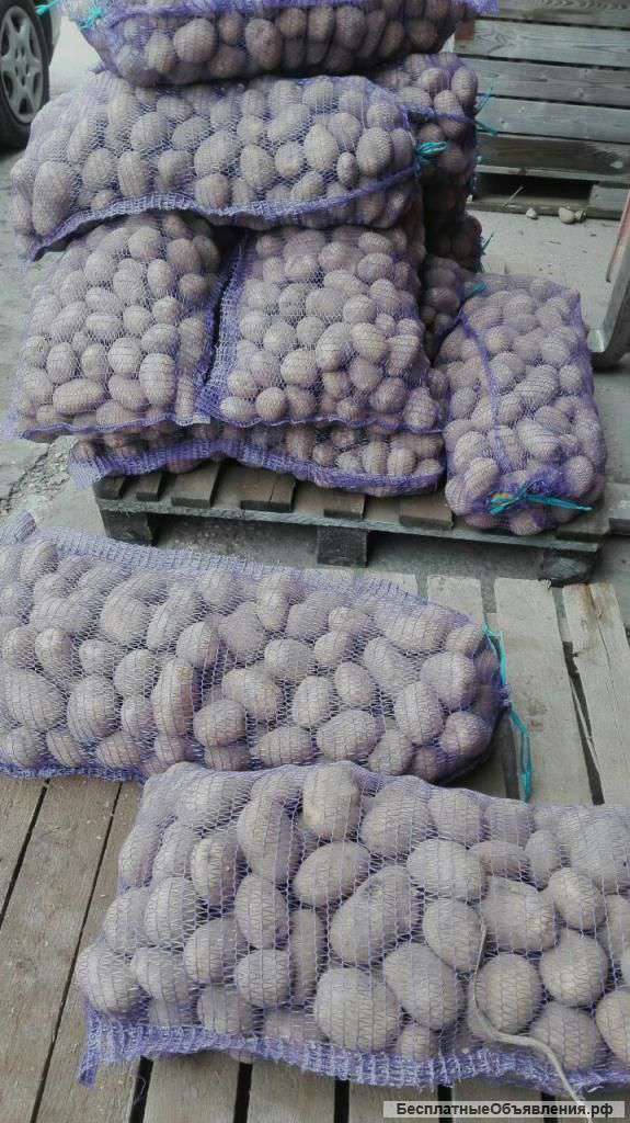 Овощи оптом от производителя