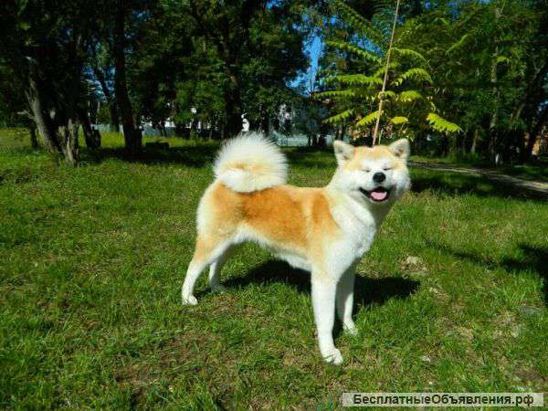 Щенки японской Акиты от родителей чемпионов