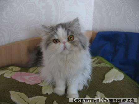 Подарок котята персы