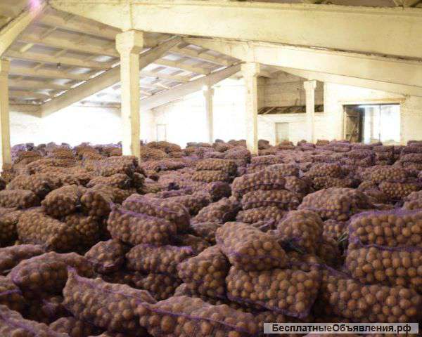 Опт картофеля из Беларуси